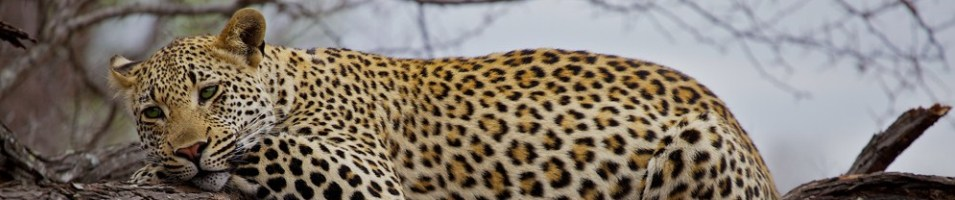 Leopard